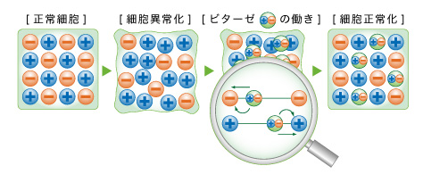 ビターゼの働き